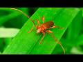 Axinopalpis gracilis – the little mighty orange voyager [Subtitles in 13 languages]