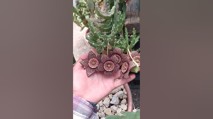 Flores de suculentas con olores muy raros 😝 #cactusysuculentas #plantas #flores #succulents #cactus