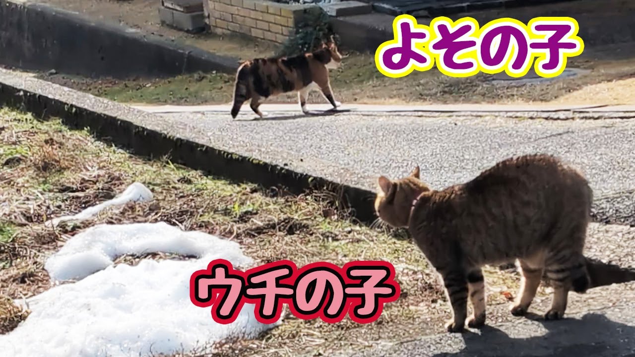 今年も開催…【よその子】【野良猫】