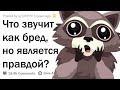 РЕАЛЬНЫЕ ФАКТЫ, КОТОРЫЕ ЗВУЧАТ КАК ЛОЖЬ