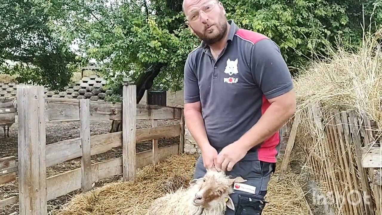 2. Rész Rackajuhok szelektálása továbbtartásra, vágásra, eladásra  #racka