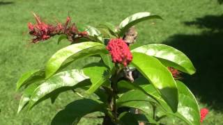 Combretum rotundifolium the monkey brush