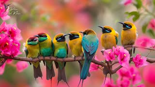 Birds Singing - Relaxing Bird Sounds Heal Stress, Anxiety and Depression, Heal The Mind by Dream Relax Music 5 views 3 weeks ago 1 hour, 17 minutes