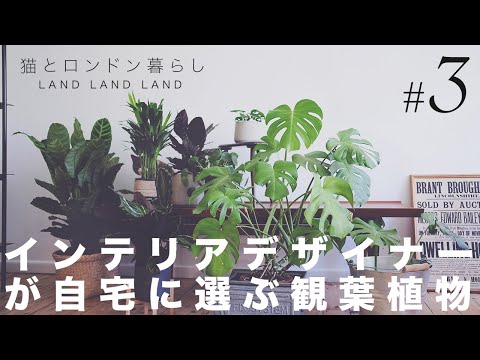 SUB【観葉植物】#3 イギリス在住インテリアデザイナーが選ぶおすすめ観葉植物｜インテリアグリーンのすすめ