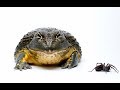 Fat Frog Inhales Massive Wolf Spider!