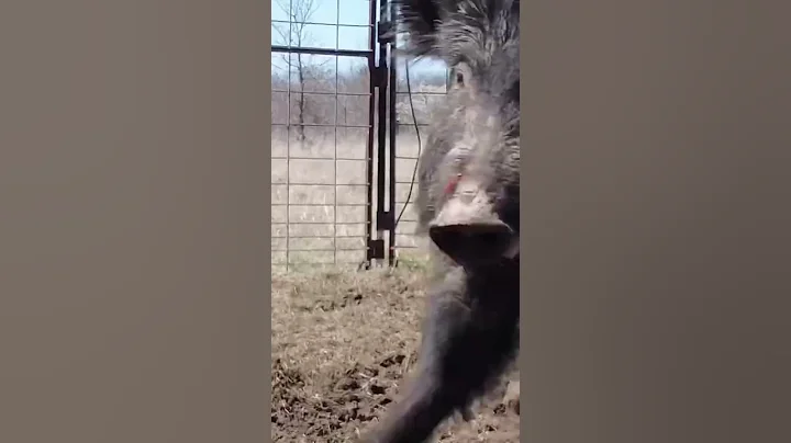 Feral Hogs in America