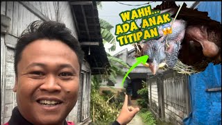 Nemu anakan burung Dibelakang rumah… Wahh ada yang mengejutkan 😅🙏🏻🙏🏻