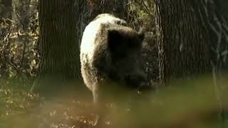 Топ Лучших выстрелов Охота на кабана_Top Best Shots Boar Hunting