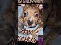 RD KENNELZ: MY COCO MERLE