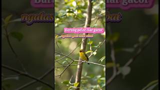 Download Lagu #peleci gacor liar‼️ MP3