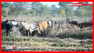 #TAZAMA| MGOGORO WA WAKULIMA NA WAFUGAJI SERIKALI YAINGILIA KATI, YATOA MSIMAMO