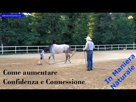 Video: Come Comportarsi Con Un Cavallo