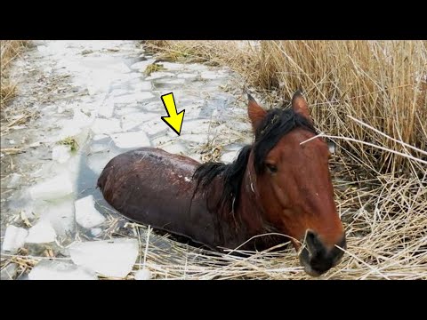 Лошадь тонула в ледяной трясине, посмотрите кто пришёл ей на помощь!