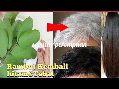 Mengejutkan Sekali Pakai Rambut Tumbuh Subur Uban Hilang Mengejutkan Sekali Pakai Rambut Tumbuh Subur Uban Hilang