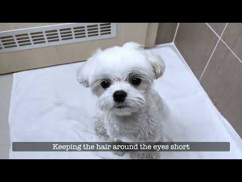 HOW TO BATHE YOUR DOGS and ALWAYS KEEP THEM CLEAN