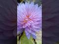multipetal waterlily||waterlily||waterlily garden #waterlily #waterplants #flowers #trending