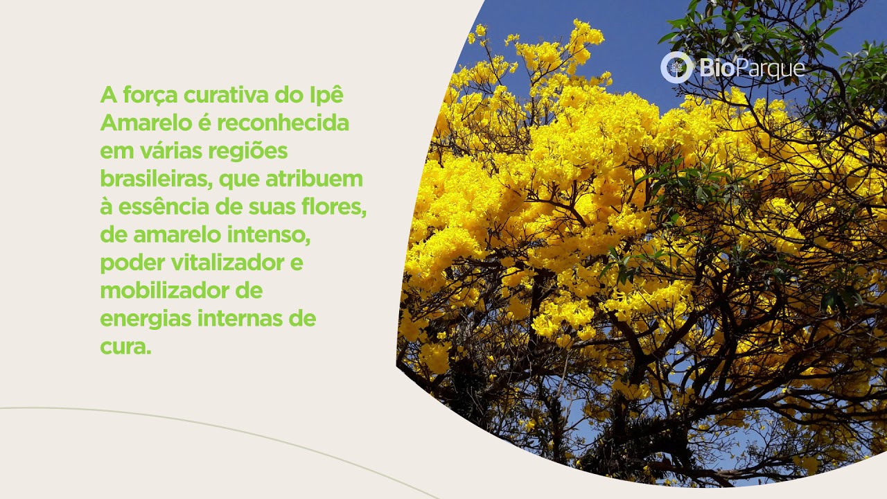 BioParque | Ipê-Amarelo