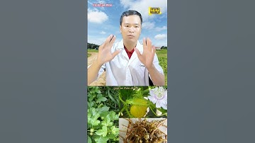 Công dụng của cây Lạc Tiên|Trần Văn Luận