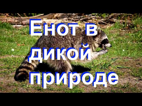 Енот в дикой природе