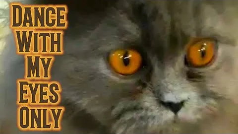 Video 11211021: catlover catlife meow funnycat, catlover catlife cutecat meow, cats catlover cutecat funnycats, cat kitten cute, funny cat