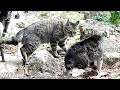 野良猫の喧嘩!鳴き声、威嚇、取っ組み合い! Cat Fight over territory.