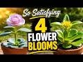 So Satisfying Flower Timelapse – 4 Stunning Blooms in Minutes 🌸 Nature Relaxation #relaxingnature