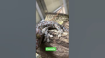 Con tắc kè, nhạc tắc kè hay #shorts #cucutv #animals #tắc_kè #short #gecko #tokek #badut #alatberat
