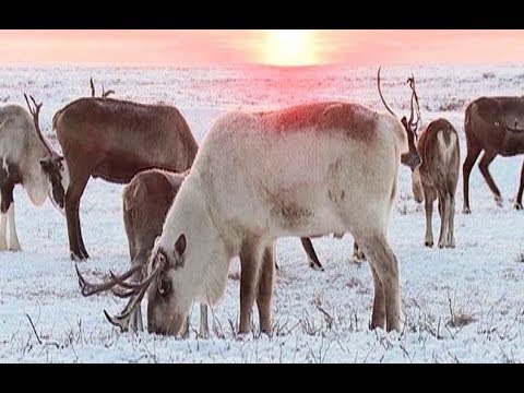 Video: Hvordan Overleve I Tundraen