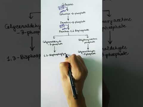 Video: Je atp syntetizovaný v glykolýze?