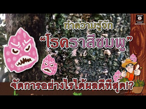 ทำความรู้จัก "โรคราสีชมพู" จัดการอย่างไรได้ผลดีที่สุด!?