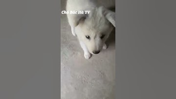 Bắc Hà xù đực trắng siêu cute chuẩn chó bản em hmong dog | Bac Ha #shorts #animals