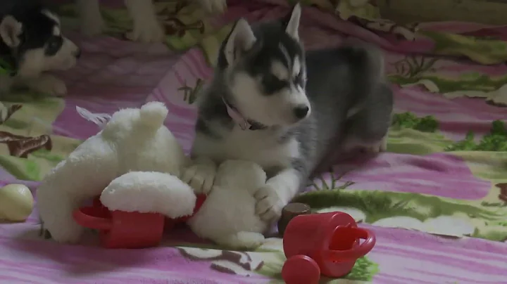 Ammon Yoder's Siberian Husky Pups