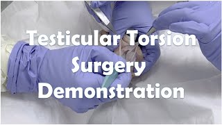 Testicular Torsion Surgery on a Cadaver Model
