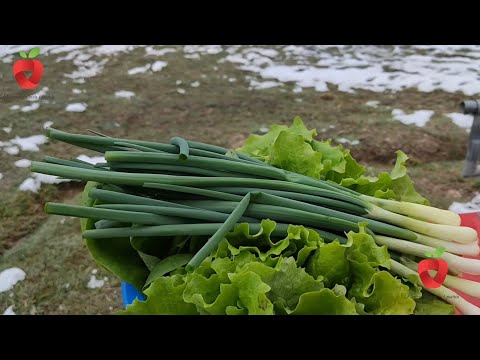 Video: Koja se hrana može uzgajati zimi?