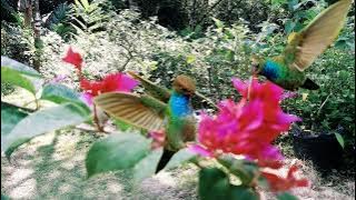 Masteran Mp3 Terbaru 2023 kolibri matahari Cantik bersinar...!!!