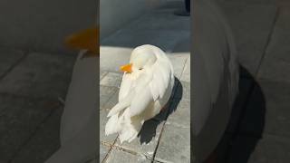 Duck quack fun #shorts