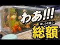【中国金魚】マジか！高級金魚1000匹大量入荷！アクアリウムショップ巡り　フィッシュマスターオカ