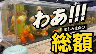 【中国金魚】マジか！高級金魚1000匹大量入荷！アクアリウムショップ巡り　フィッシュマスターオカ