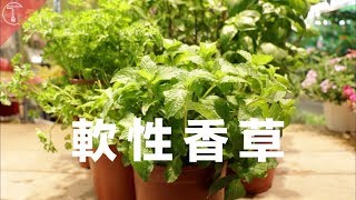 【香草101】西式料理的重要配角軟質香草｜克里斯丁聊料理 