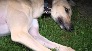 Greyhound Adoption Rory The First 2 Weeks Greyhound Adoption Rory The First 2 Weeks