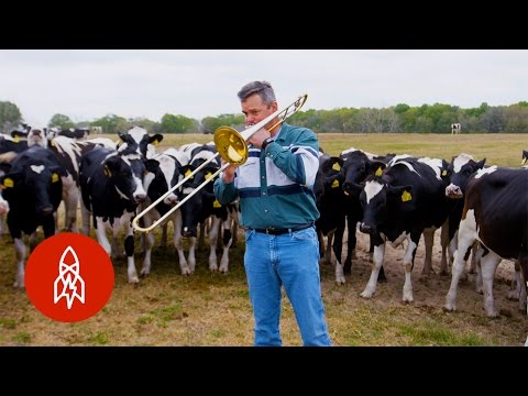 Playing Jazz for Cows