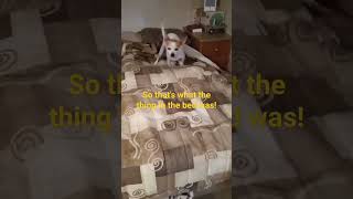 The shaking #funnydog #thingsthatgobumpinthenight#boxvandee#cutedog#noise
