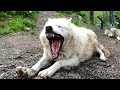 Watch Wolf In The ZOO - Asahiyama Zoo