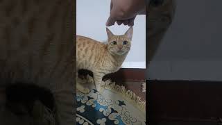 This Cat Is An Absolute Legend