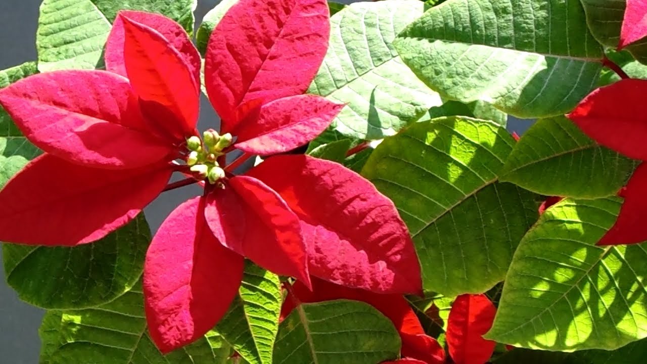 Flor de Natal - Bico-de-papagaio - Poinsettia - thptnganamst.edu.vn