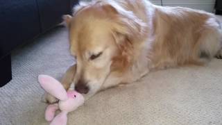 Vicious Dog Tearing Apart Rabbit Stuffed Animal Toy - English Cream Golden Retriever