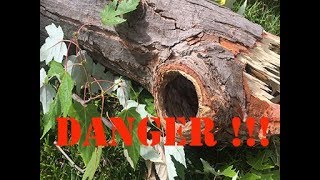 Tree dissection tells so much about what is happening on the inside of
a tree. every species subject to different degrees decay or
resistanc...