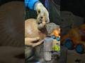 the correct technique for gilding a hammer #medievalblacksmith #fypviralシ #wood #viralshorts