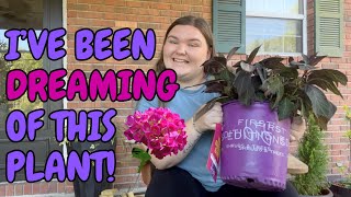 LET'S PLANT! First Editions ECLIPSE Bigleaf Hydrangea | Finding the Best Spot | Danielle's Garden