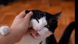 Cat Love Bites: What Do They Mean? by Animals Lovers 6,602 views 5 years ago 1 minute, 37 seconds